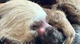 Atlanta Zoo 'Delighted' After Sloth Becomes a Dad on Father's Day