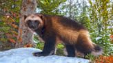 US moves to protect wolverines as climate change melts their mountain refuges, threatens extinction