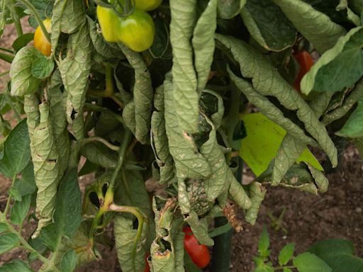 5 Reasons Your Tomato Plant Is Wilting and How to Fix It