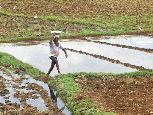 Farmers rejoice as sky opens up during kharif season in Anakapalli