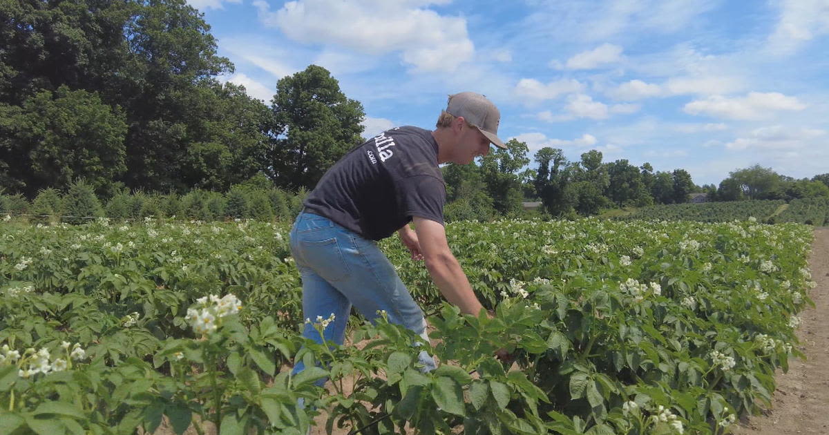 Linvilla Orchards farmers in Delaware County rely on water, shade and rest to stay safe during heat wave