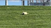 Albino groundhog spotted in Susquehanna Valley field