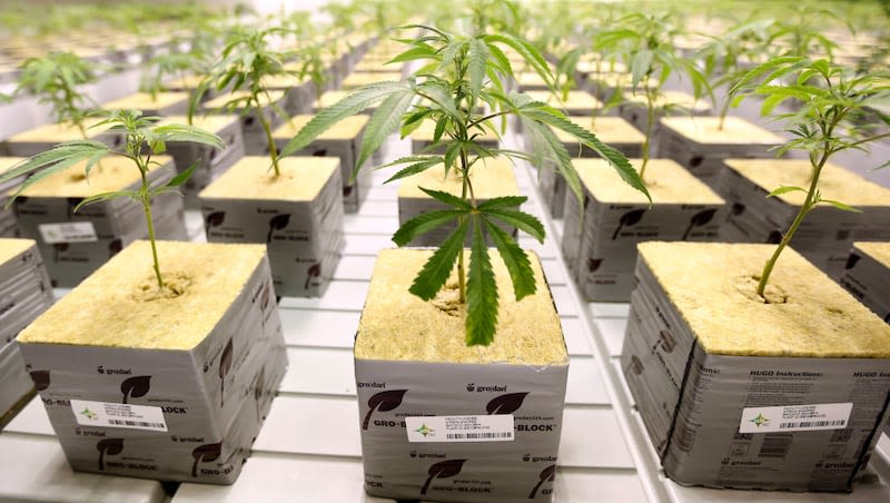 DOJ takes major step toward reclassifying marijuana
