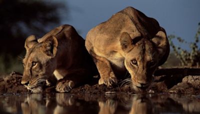 "Me sorprende haber vivido para contarlo": El galardonado fotógrafo Greg du Toit habla de su vida en la naturaleza