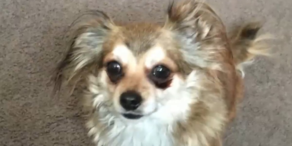 Where is Murphy? Dog goes missing from boarding facility during family’s vacation