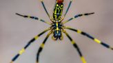 Your Questions About the Venomous Joro Spider, Answered