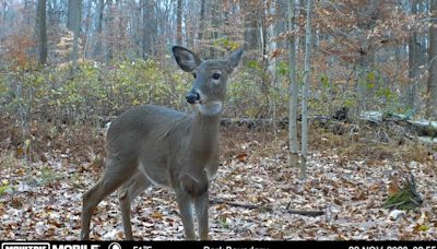 Third round of antlerless deer tag sales in Pennsylvania set for Monday