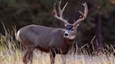 Dozens of Poached California Deer: 6 People Charged With Conspiracy