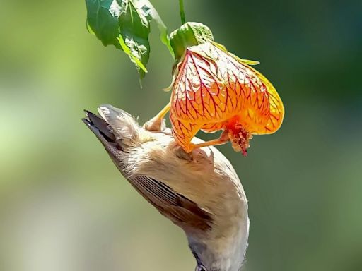 Why does my pet bird keep hanging upside down?