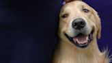 Westminster dog show is a study in canine contrasts as top prize awaits