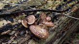 West Virginia Poison Center experts warn of the dangers of wild mushrooms