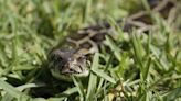 Florida Python Challenge: You can win $10,000 for catching snakes