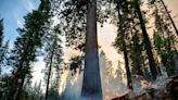 Washburn Fire threatens iconic Yosemite sequoia grove; firefighters battle dry conditions, tough terrain