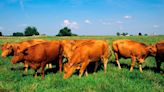 USDA conducting studies on beef due to bird flu outbreak but maintain supply is safe