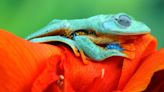 Dreaming about frogs? Why these dreams are actually considered lucky