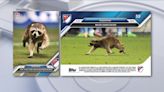 Raccoon that stormed field at Philadelphia Union game gets its own trading card