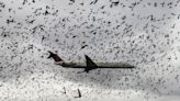 Bird strike: What happens when a plane collides with a bird? | CNN