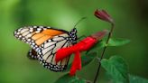 Monarch butterfly numbers in Mexico plummet to near record low