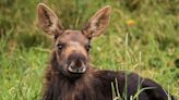 Baby Moose Stuck in Alaska Lake Rescued from 'Sure Demise' by Quick-Thinking Animal Lovers