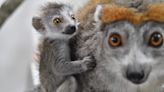 New baby animal alert: Check out the baby crowned lemur born at Brandywine Zoo in Delaware