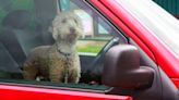 Motoring group urges drivers to make dog welfare ‘a priority’ as temperatures spike