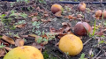 Florida citrus growers left reeling from Hurricane Ian's devastation