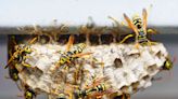 How Long Do Wasps Live? What You Should Know Before Getting Rid of Them