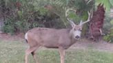 Catalina Island Conservancy scraps plan to use sharpshooters to eliminate mule deer