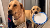 Golden retriever's ritual when owner's in the bath has internet in stitches