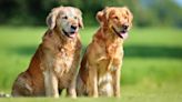 Moment Blind Golden Retriever's 'Sight Buddy' Helps Him Find Mom Is Too Sweet For Words