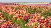 Carlsbad Flower Fields extends season — and there’s discounts