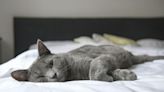 Por qué invertir en una buena cama para gatos