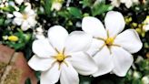 Darrell Blackwelder: Gardenias are blooming - Salisbury Post