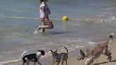 ¿Qué playas admiten perros en la Comunitat Valenciana? Listado completo de destinos para viajar con tu mascota estas vacaciones