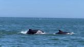 Huge pod of bottlenose dolphins spotted off East Yorkshire coast