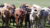 Otro estudio ratifica el contagio de gripe aviar entre mamíferos: vacas, gatos y mapache