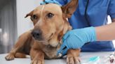 Parvovirus Reported in Michigan Dogs