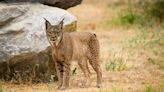 El lince ibérico deja de estar en peligro de extinción, según anuncia la Unión Internacional para la Conservación de la Naturaleza (UICN)