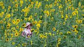 Come celebrate the 25th year of the Sunflower Trail and Festival