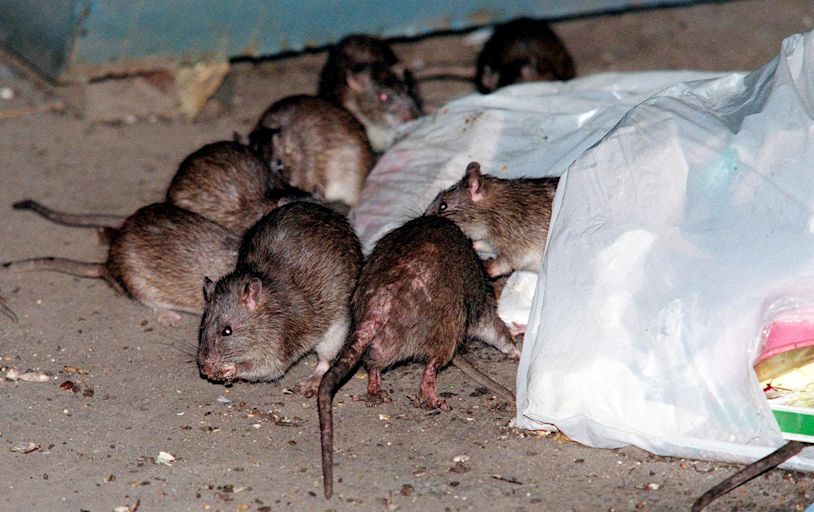 New York City seeing uptick in rat urine illness