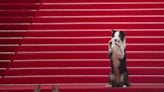 Dogs are real stars of Cannes where actors and canine co-stars share red carpet spotlight