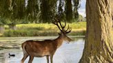 Richmond Park visitors caught ‘trying to force antlers off’ deer