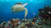 Australia to protect Barrier Reef by banning coal mine