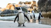 Penguins Enjoying a Bubble Machine at the Indianapolis Zoo Are Making Everybody Smile