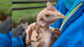 Featherless Chicken Makes The Most Incredible Transformation After Rescue