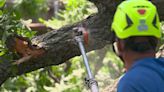 Tree trimmers face overwhelming demand in aftermath of destructive storm