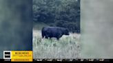 Watch: Pennsylvania neighborhood terrorized by free-roaming cattle herd