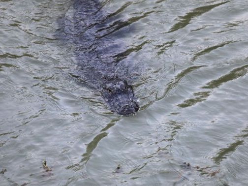 No, the National Guard Is Not Using Alligators to Deter Illegal Border Crossings