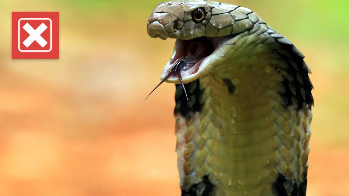 No, a tractor-trailer full of king cobras didn’t spill on a Wyoming highway