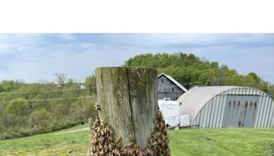 Swarm season: Local beekeepers prepared to remove swarming bees